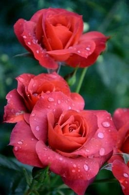 NzinkeK's profile picture. alway thinking positive