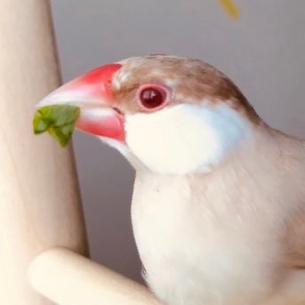 2018年10月生まれシナモン文鳥のクーピーです。FRBご自由に。ブンチョウ…トテモ…カワイイ…