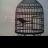 AlejandroDaBird's profile image