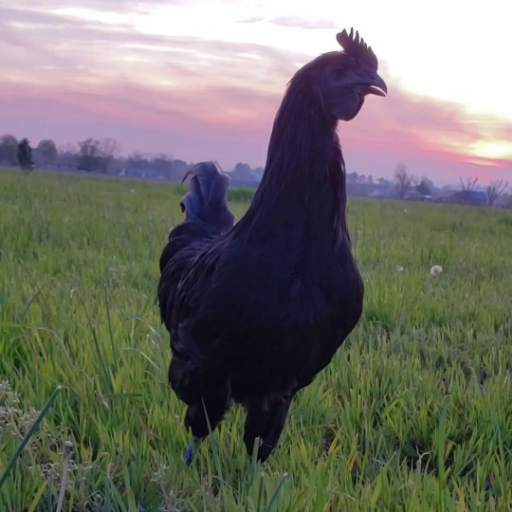 U.S. Ayam Cemani Breeder of Excellence | ACBA member | NPIP Certified | Ship Nationwide | Ayam cemani baby chicks for sale, hatching eggs and breeding pairs.