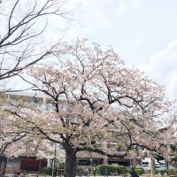 紗江🌸初回ツイフィ確認お願いします🙇‍♀️ (@cutewanco0219) 's Twitter Profile Photo