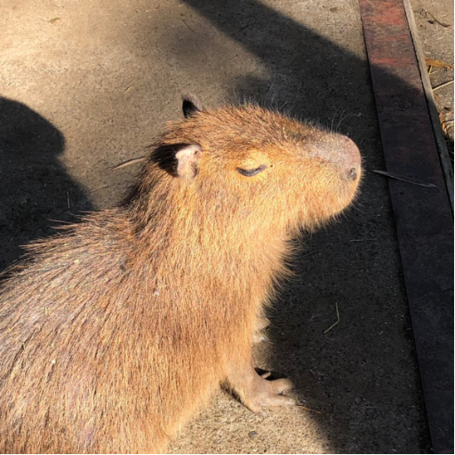 中動物はいいよね。 ひなたぼっこ好きなやつとか。