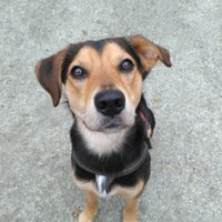 Karma le chien (@karmalechien) 's Twitter Profile