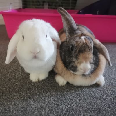 casper and meg the bunnys🐰 
casper🌈😭💔19.11.16-06.07.19💔😭🌈