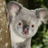 crescent_koala