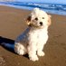 personified dog (@dogpersonified) Twitter profile photo personified dog (@dogpersonified) Twitter profile photo