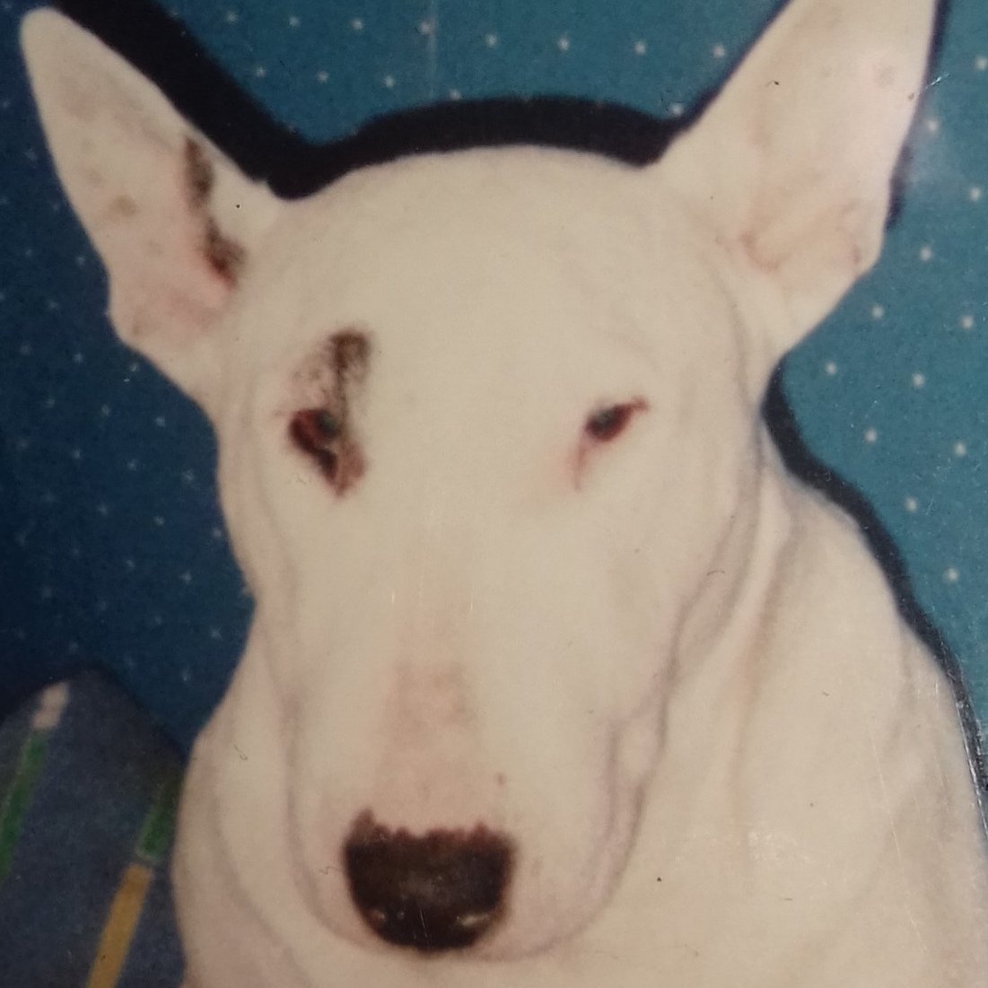 English Bull Terrier Superfan.I love everyone but would prefer time with EBT,s for quality fun times.yes man,s best friend I love everyone .Amen