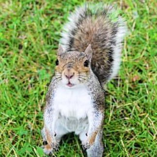 Your everyday friendly ECU Squirrels! Tweet us! We might tweet back...