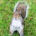 ECU Squirrels (@ecusquirrels) Twitter profile photo ECU Squirrels (@ecusquirrels) Twitter profile photo