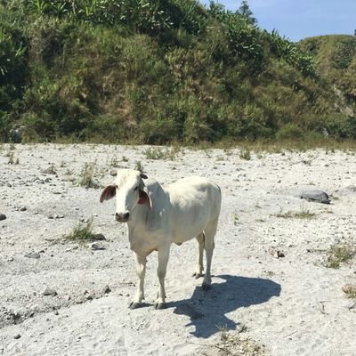 joed_teves's profile picture. LOVE is too beautiful to be hidden in the closet...