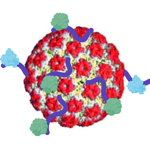 Viruses, cancer, papillomaviruses, skin biology, warts, elephants, EEHV