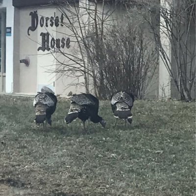 Just some turkeys minding our business downtown.