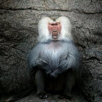 Hein du Toit (@skroef2) 's Twitter Profile
