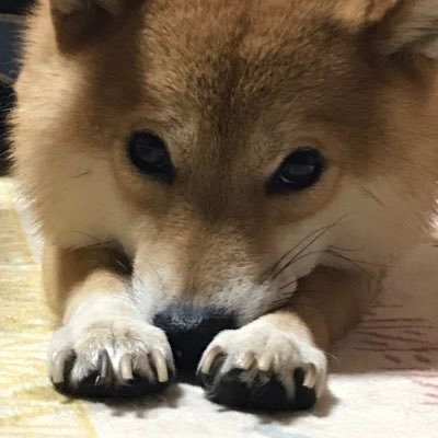犬が好きな人です！