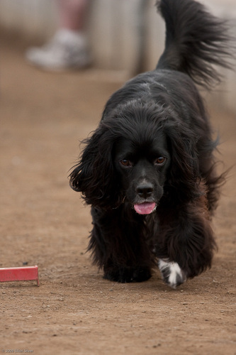 Hi, my name's Sam and I'm mostly an American Cocker Spaniel and I suffered a ruptured disk in May 2010. A blog of my life is at https://t.co/RIZmbe7dS0