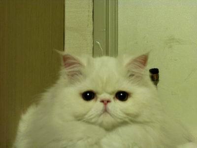 hi_loo's profile picture. 저 푸른 초원 위에 그림 같은 집을 짓고 사랑하는 고양이랑 살고 싶은데 엄마는 자꾸 시집을 가라하네