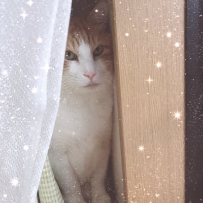 みぃこ🐰さんのプロフィール画像