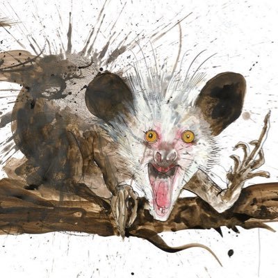 possum_oh Profile Picture