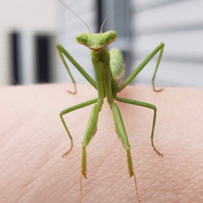 I_Løve_Petezahさんのプロフィール画像