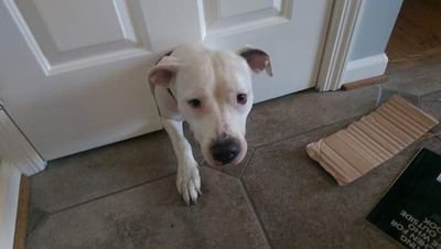 richardhenry000's profile picture. Your average city -country boy now back in Baltimore ,veteran conservative #maga Trump2020.      pit bull lover  fisherman anything outdoors