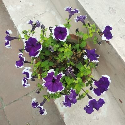 RajeshManchan14's profile picture. 