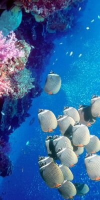 xpWYZrvVfLp1edz's profile picture. لا رحمه بعد اليوم