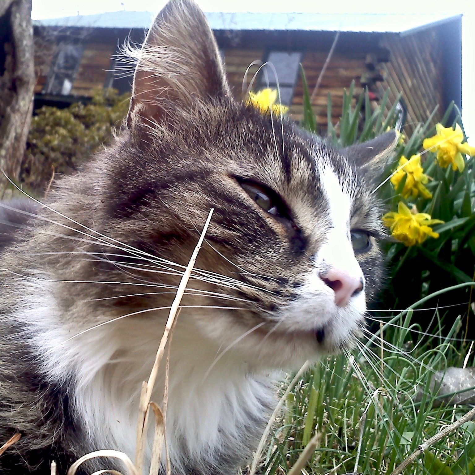 Linger the barn cat