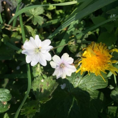 #naturaldyer #community worker food grower likes to keep up with events in the Hackney food and community land world. Lover of #weeds & #woad