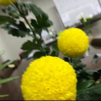 壁ドンコブネ (@mikimarushi0211) Twitter profile photo