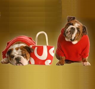 BestToShpOnline's profile picture. online shopping