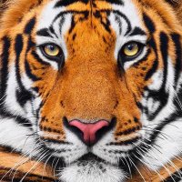 Bita🐯❤ (@bitaalvfon12) 's Twitter Profile