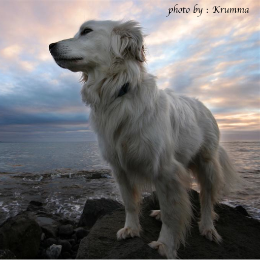 パトラッシュ🐕🐾さんのプロフィール画像