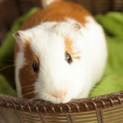 モルモットちゃんさんのプロフィール画像