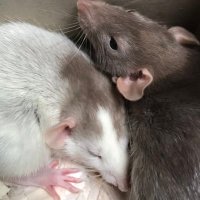 bean & diego (@ratbabiez) 's Twitter Profile Photo bean & diego (@ratbabiez) 's Twitter Profile Photo