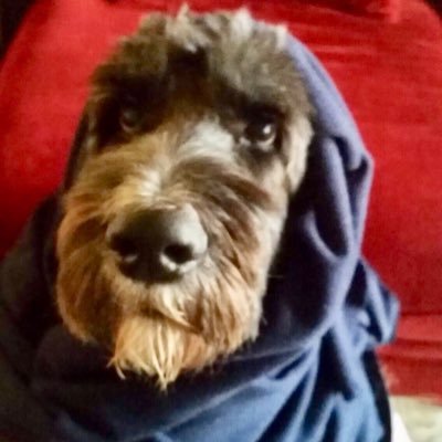 percy_paw's profile picture. I am very special if you haven’t already realized it....a parti-doodle traveling the world! I am a senior now, so I am a due for some paw-filled adventures!
