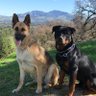 RobCraw16690046's profile picture. East Bay born and raised...#SkullPatrol#AutumnWind#BlackHole...Bleeding Silver&Black since 1963 ⚔️☠️🏈 NY Yankees, Harley Davidsons, and Dogs...always dogs!
