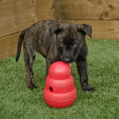 Dutch Shepherd Arthur (BRN 35113) born 29/01/2019.
Follow Puppy Arthur on his journey from #puptoPD