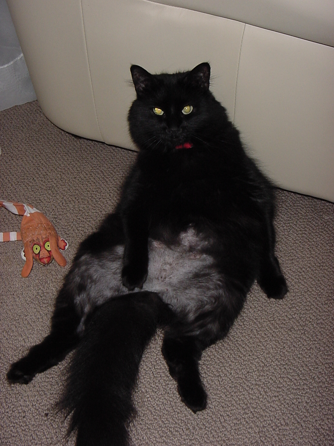 ediefeller's profile picture. 