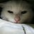 ねこまたのアイコン