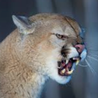 Go Cougs(@gocougs) 's Twitter Profile Photo