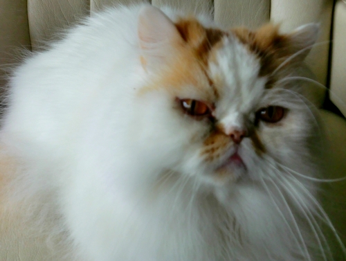 mousseuse007's profile picture. has been mais encore