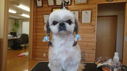 qJSOcDkPdoMJnMZ's profile picture. こんにちは〰️
時々  自分で飼っている犬を載せてみようかと始めました。覗いていただければ嬉しいです(^^)