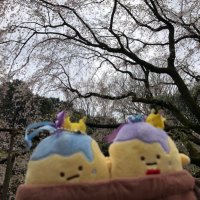 さくら@お取引と雑多垢 (@sa19kura) 's Twitter Profile Photo さくら@お取引と雑多垢 (@sa19kura) 's Twitter Profile Photo
