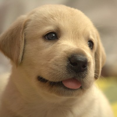 癒しの犬動画 フォロバ100 Lnr0wdtcuhklekm Twitter