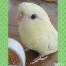 lili_inko's profile picture. サザナミインコ  女の子

2020年11月14日 天使に
2022年5月5日 ほっぷ登場