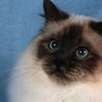 Cat Food Breath (@catfoodbreath) 's Twitter Profile