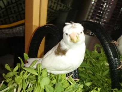 十姉妹とサザナミインコと一緒に暮らしています。 ハロくんは心の拠り所。 お父様の変態飼主さんを尊敬しています。 週末農業で身体を鍛え(ているつもり…)、トルーパーズでアイテムを揃えながら、カッコいい農作業スタイルを模索中です😁 サザコーヒー大好き☕ オフロードバイクまた乗りたいな♪よろしくお願いいたします😊