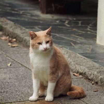 new_one178cam's profile picture. Leicaに憧れるNikon使いです。野鳥、猫、スナップ写真を撮ってます。R膜会員。ロードバイクに乗り西へ東へ被写体を探し求めます。リプ大歓迎！フォロバはゆっくり気まぐれになります、お許しを🙇🏻‍♂️