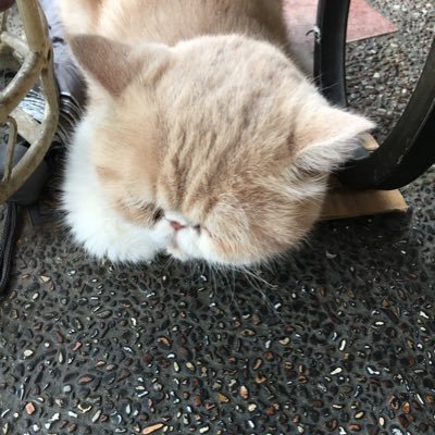 ChenZhi9's profile picture. chenchih__0827