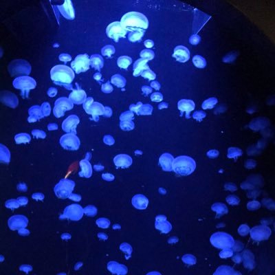 csma20's profile picture. JAPAN